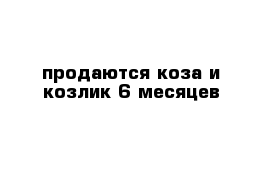 продаются коза и козлик 6 месяцев